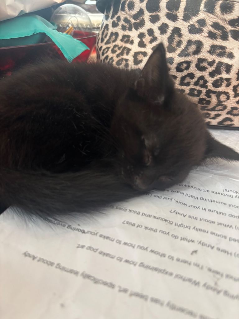 Little bean looking for his forever home 