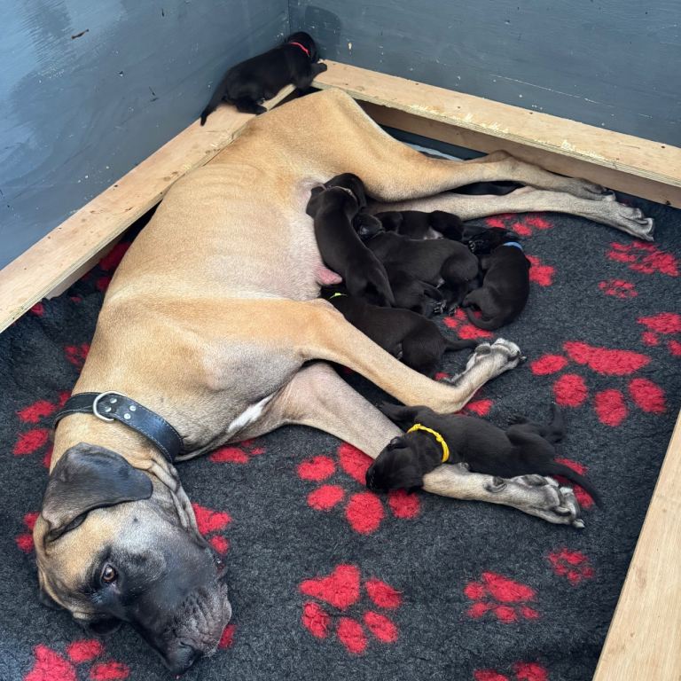 KC Great Dane puppies 