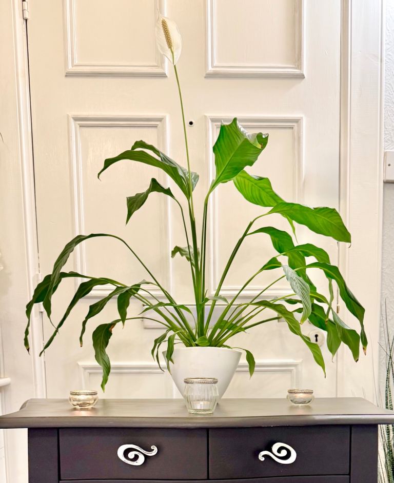 Large Peace Lily Plant with White Ceramic Pot
