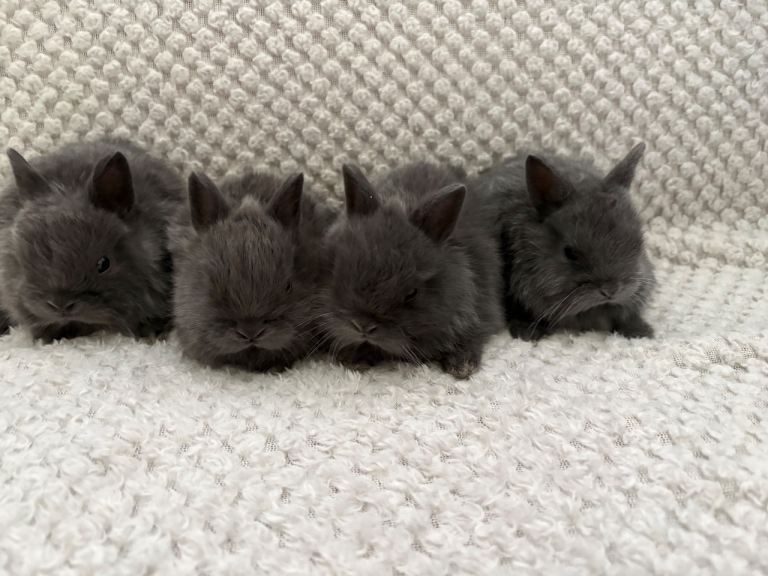Netherland dwarf  babies 