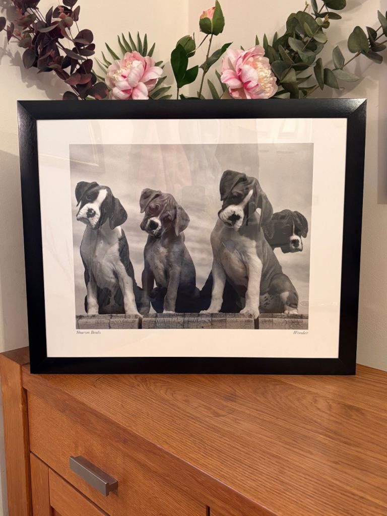 Boxer Puppies Black & White Framed Art Print by Sharon Beals