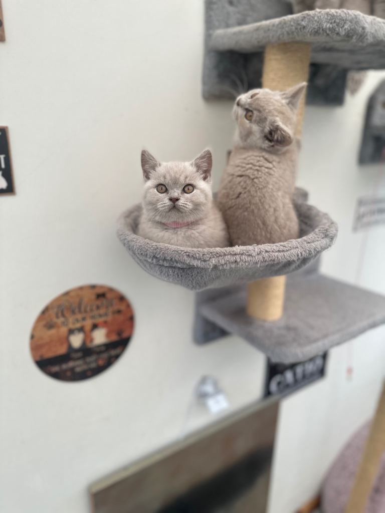 BRITISH SHORTHAIR LATVIAN  (LILAC)