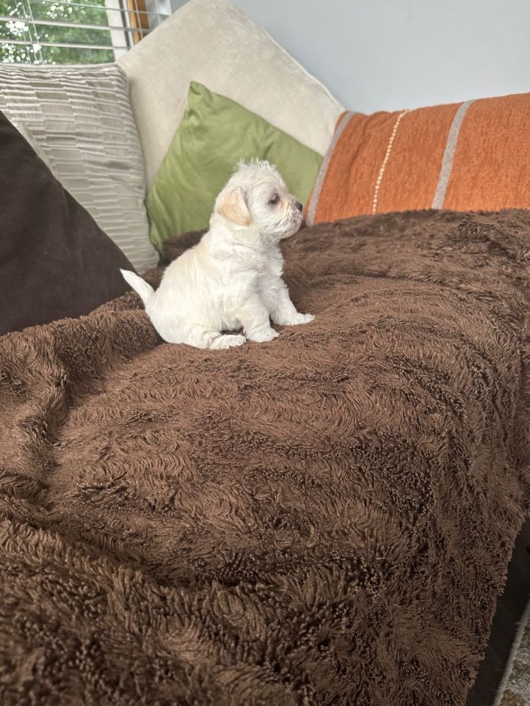 Maltipoo