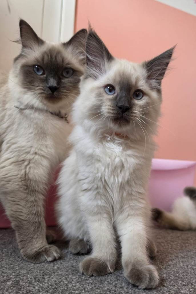 Beautiful ragdolls