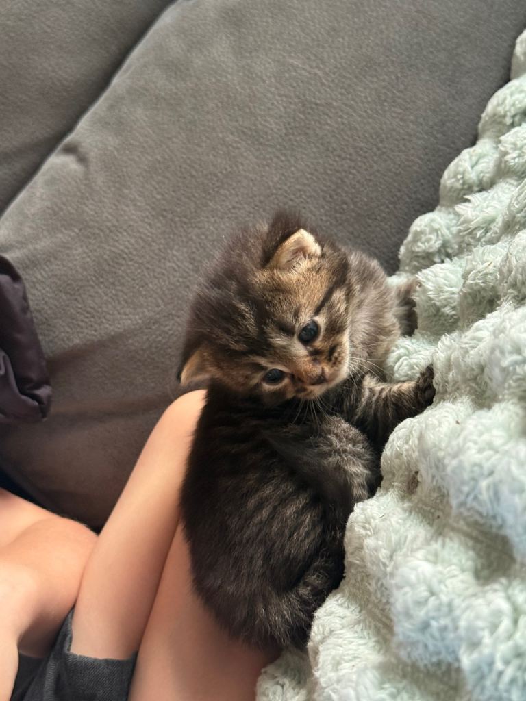 3 beautiful boy kittens 