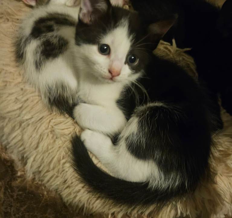 Kittens for sale 