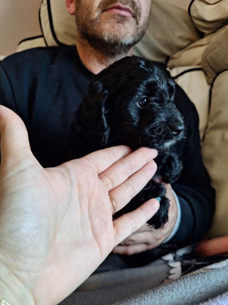 FB1 Cockapoo puppies 