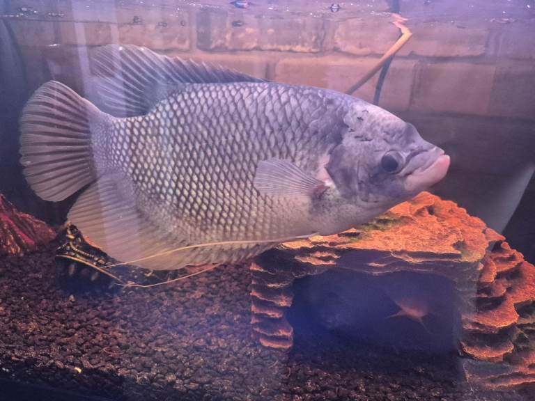 image for Fish tank aquarium - PM for more info