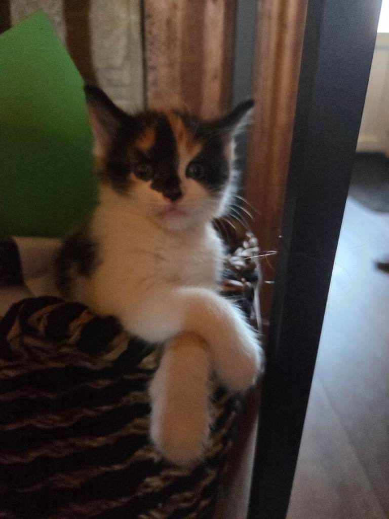4 female kittens 