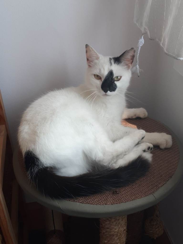 Looking for forever homes for 2 cats