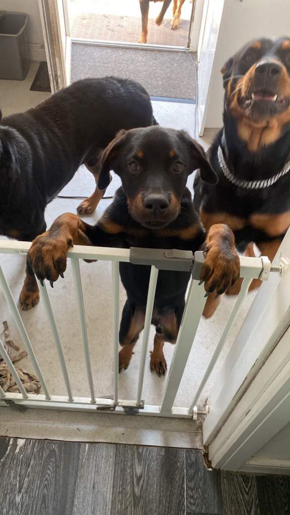 Rottweiler 