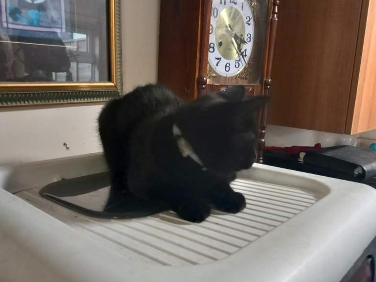 3 Kittens 4 months old