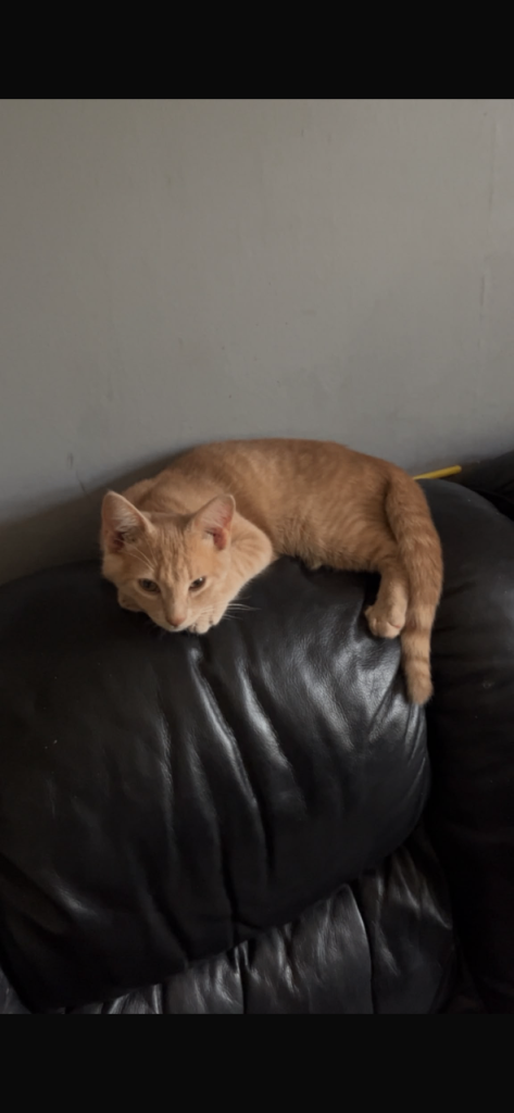 Lovely ginger kitten 