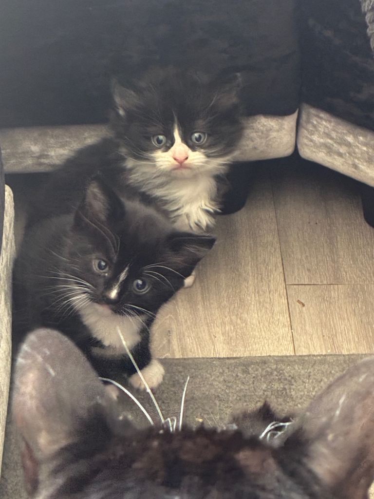 Mixed breed long haired kittens 