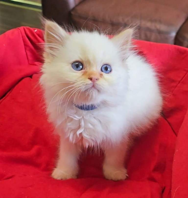 Ragdoll kitten male