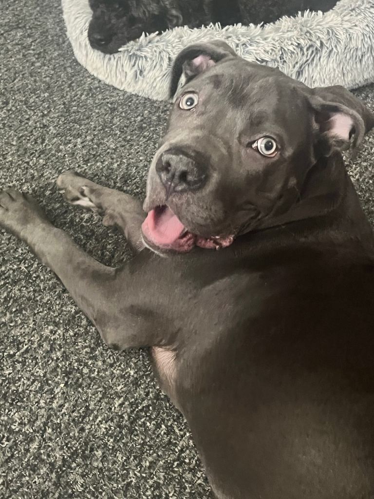 Gorgeous Cane Corso Girl 7mths 