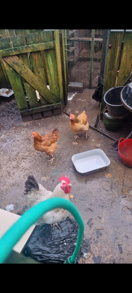 Pedigree Hens for Sale 