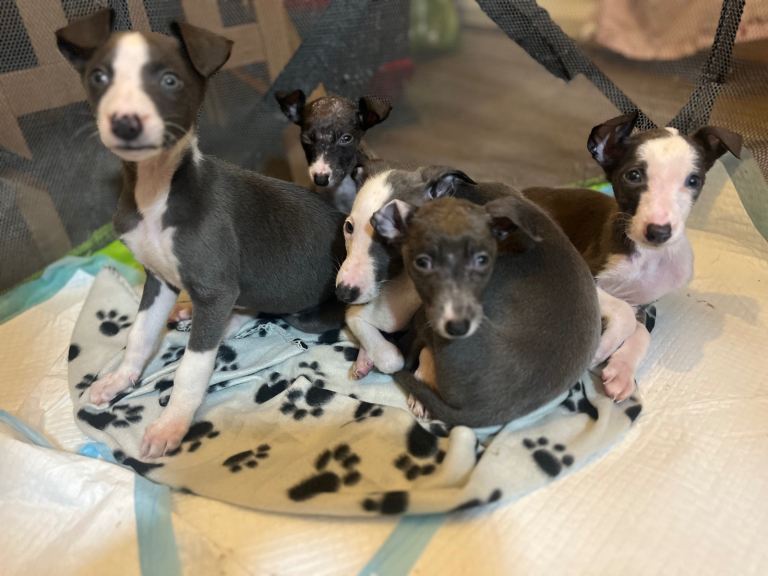 KC registered Whippet Puppies 