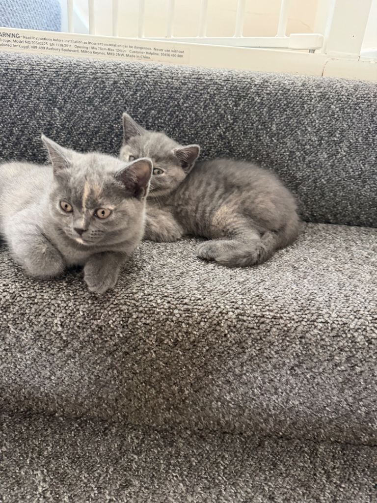British shorthair 