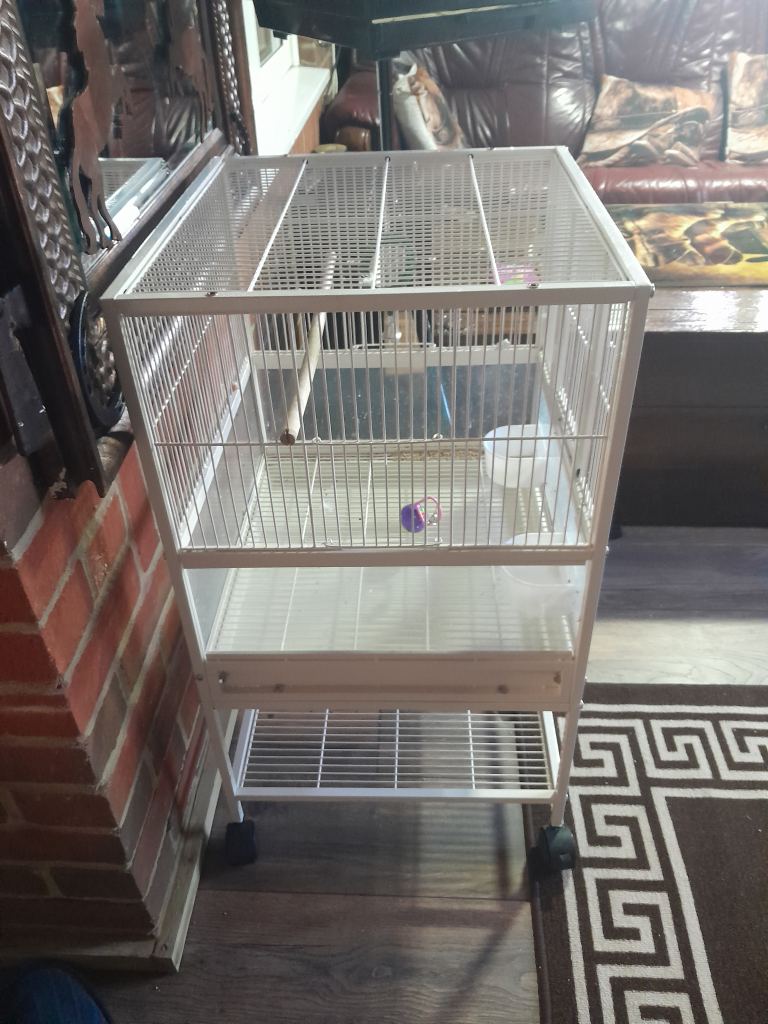 Bird cage 