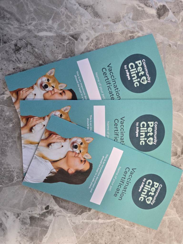 Jack Russell x toy poodle 