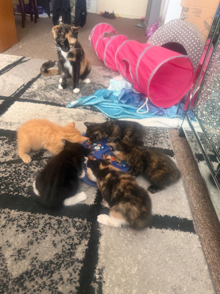Kittens