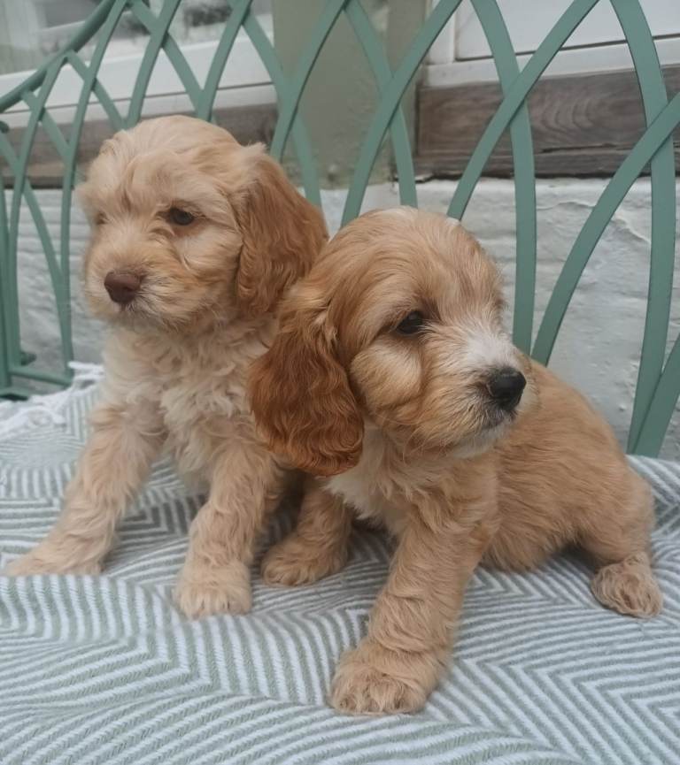 F1 cockapoo puppies for sale 