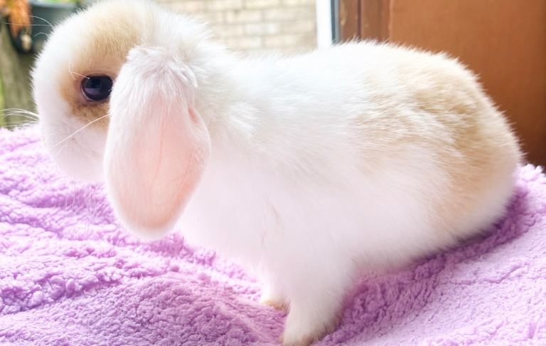 Reduced!!Beautiful baby mini lop bunny’s 🐰