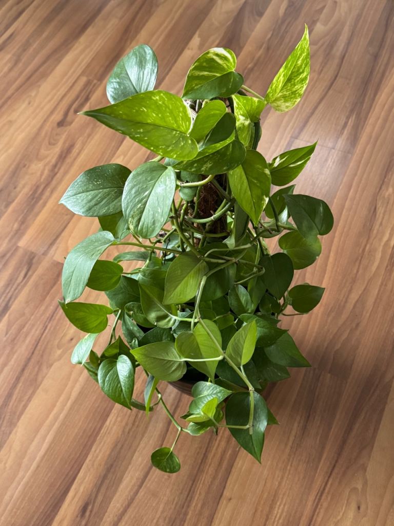 Healthy Pothos Plant with Moss Pole – Good Condition