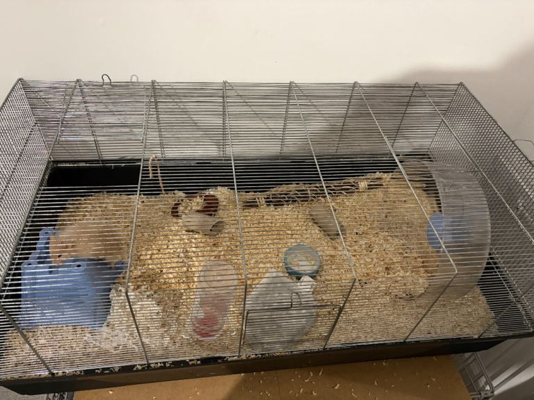 Young Hamster and Supplies