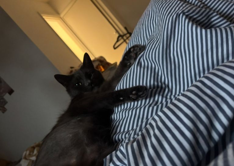 Beautiful Grey Boy Cat