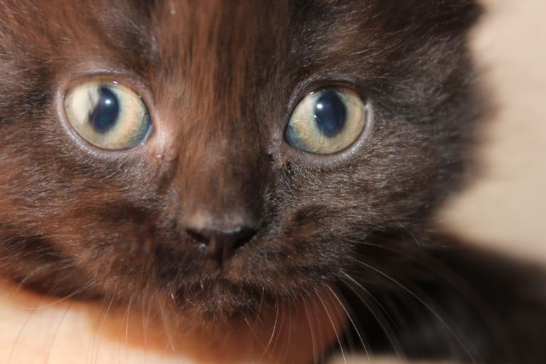 British shorthair Kittens for Sale