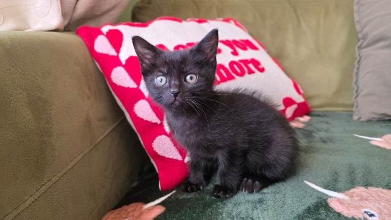 1 male kittens avaliable 