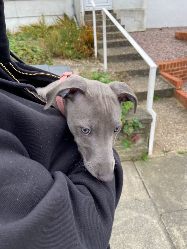 Rehoming our blue whippet cross Italian Greyhound Puppy Dog