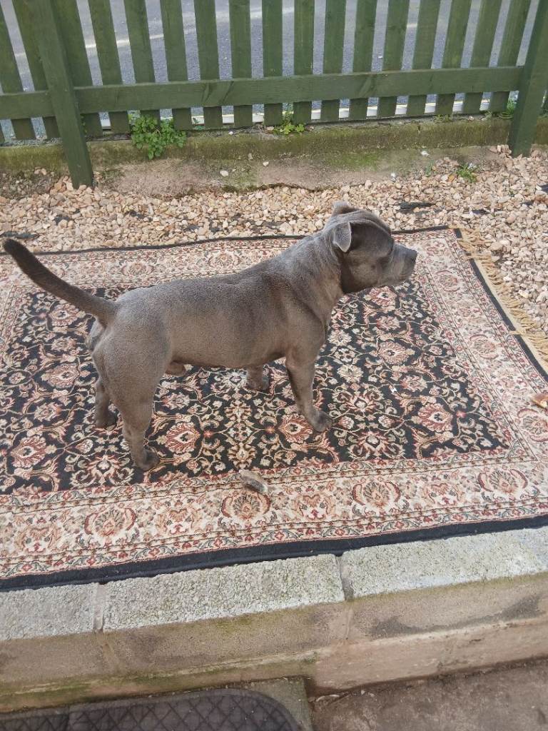 Blue male staffordshire terrier