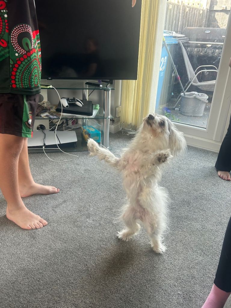 Two dogs 