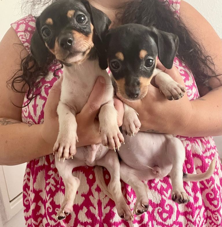 Two Jack Russel puppies