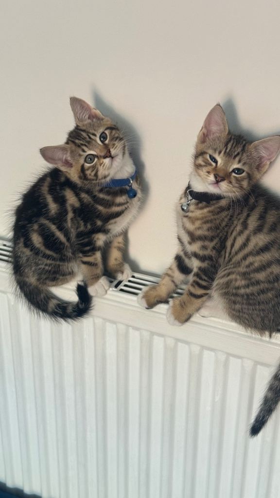 🐾 Gorgeous Brother & Sister Kittens Looking For Their Forever Home 🐾