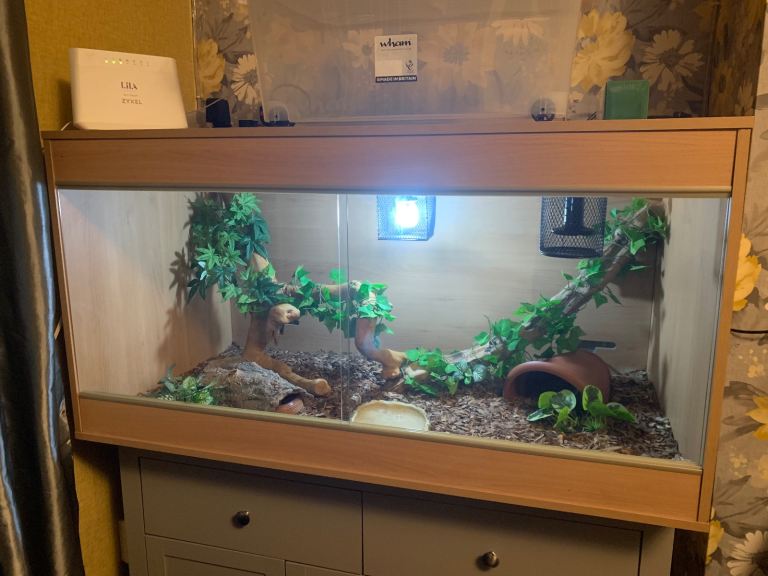 Cornsnake with full vivarium