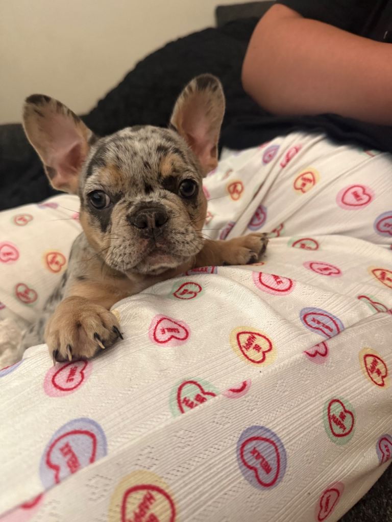 Frenchie puppies