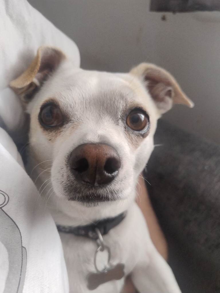 Chihuahua 5 Years Old - Loves Kids and Everyone! 