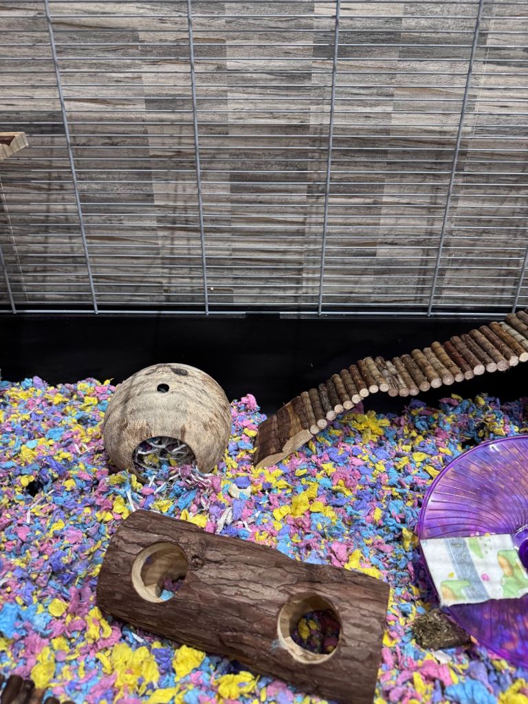 Hamster with full set up and 1 year supply  