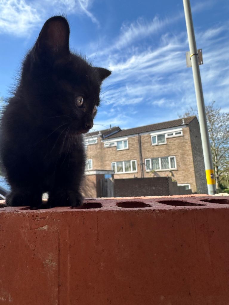 Baby kitten black 2 months old
