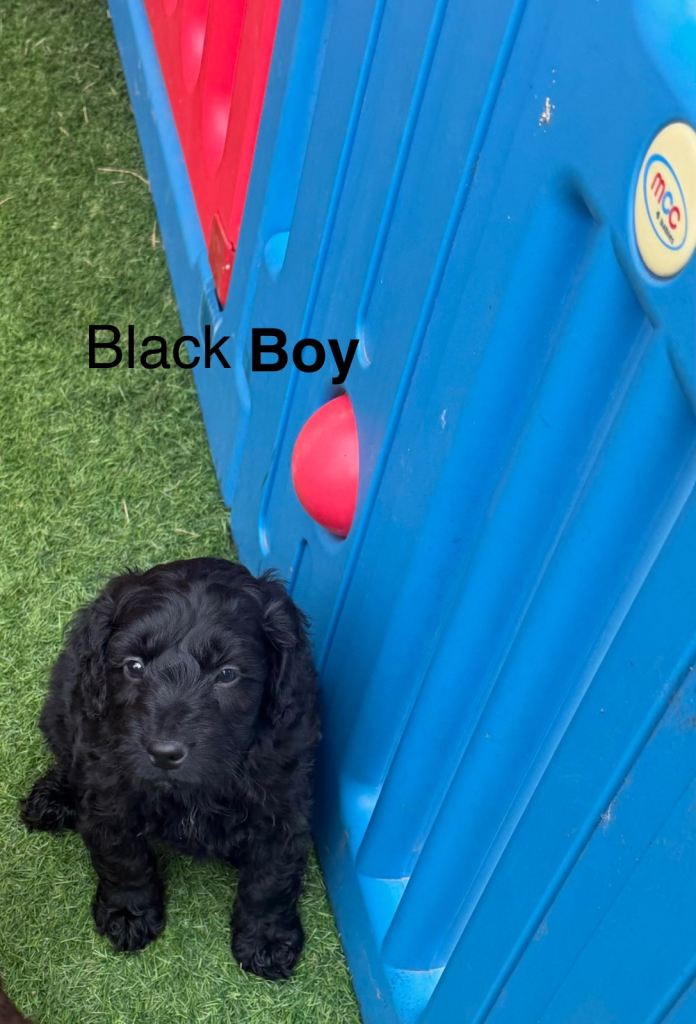 Cockapoo puppies
