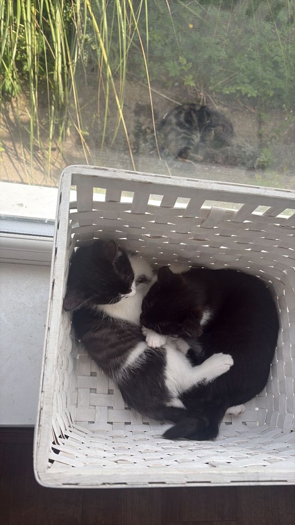 Two kittens left READY TO GO