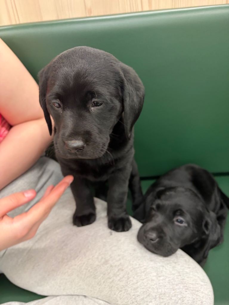 1boy lab left ****now reduced***