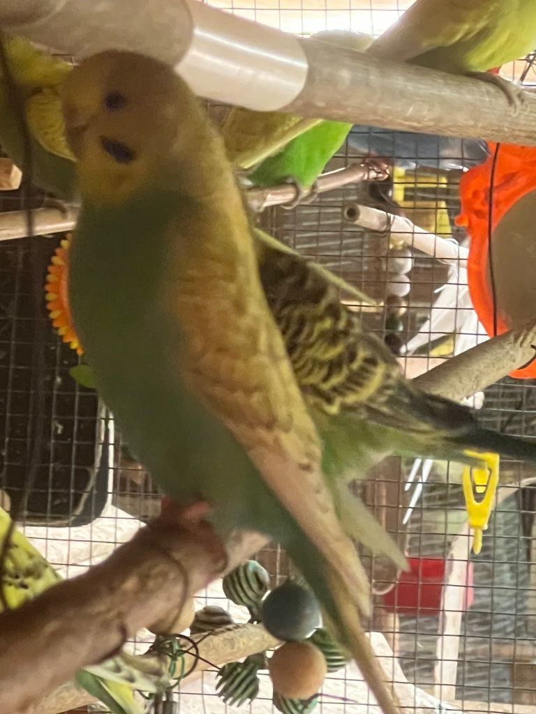 Budgies 