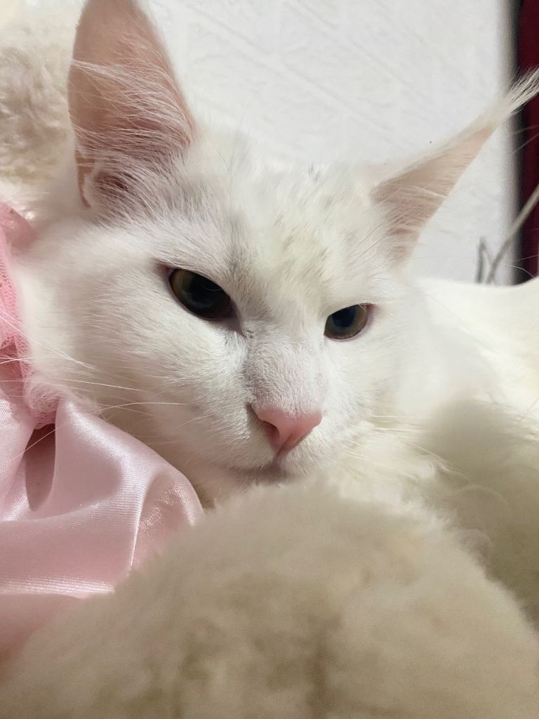 🤍 Auri – Affectionate White Maine Coon, A Truly Special Boy