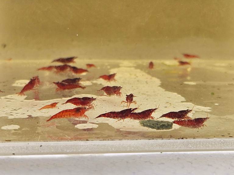 image for CHERRY SHRIMP, GUPPYS,CORYDORAS,PLECO,SNAILS. UK DELIVERY