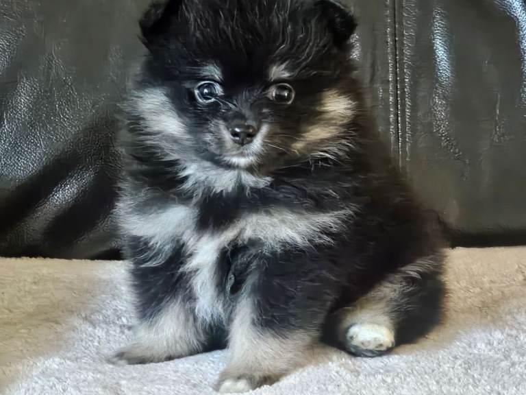1 pomeranian baby boy